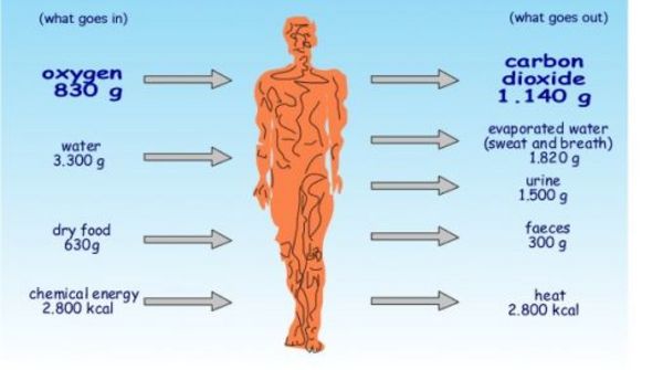 Product picture How To Boost Your Metabolism