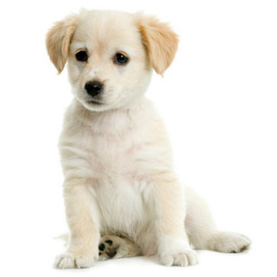 Product picture  Puppy Names with resell rights